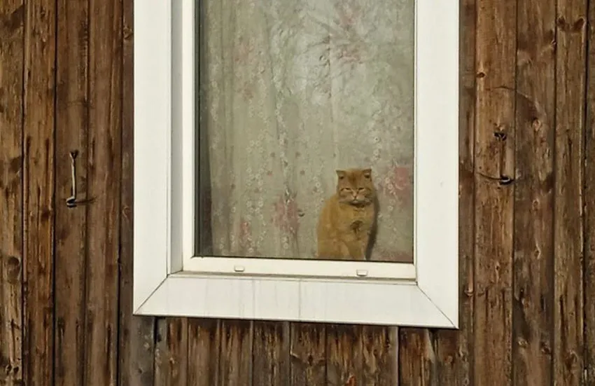 В Кузбассе участковый спас хота, который был заперт в доме мертвого хозяина. Фото: t.me/mash_siberia