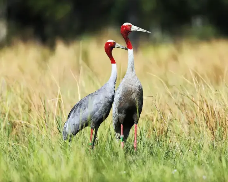 Индийский журавль. Фото: animalia.bio