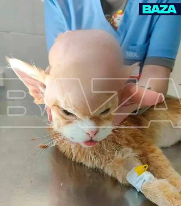 В Подольске ветеринары спасли кота, удалив ему с головы шишку размером с кулак. Фото: t.me/bazabazon