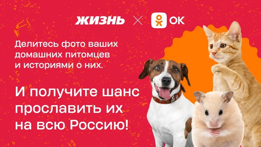 Новый совместный проект ОК и «Жизни»