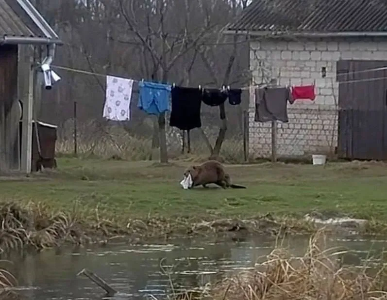 В Польше дикий бобр повадился воровать у сельчанина трусы, сушившиеся на веревке. Фото: соцсети
