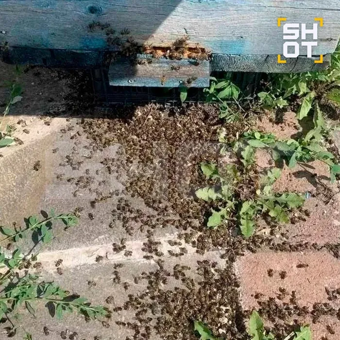 Около 50 млн пчел погибли на Урале и в Сибири из-за химикатов. Фото: t.me/shot_shot