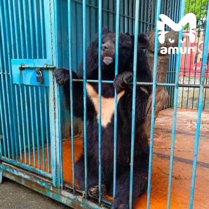 В зоопарке Приморья гималайский медведь откусил руку женщине, кормившей его. Фото: t.me/amur_mash