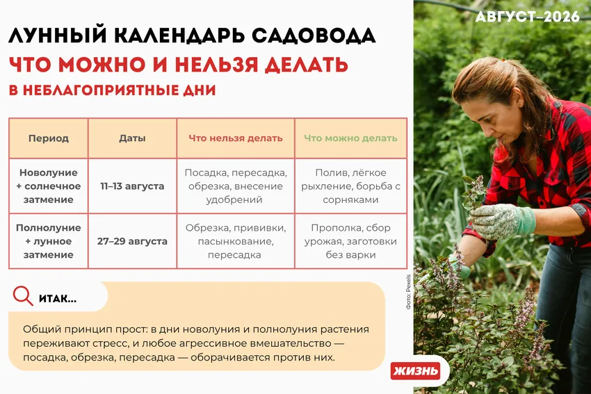 Лунный посевной календарь на август 2026 года: неблагоприятные дни. Коллаж: Гавришева Анна