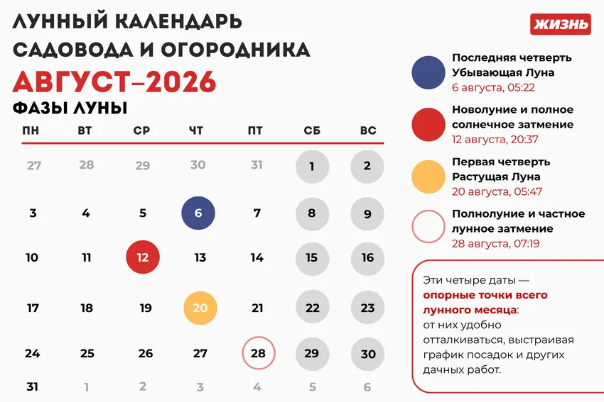 Лунный календарь садовода и огородника на август 2026 года: фазы Луны. Коллаж: Гавришева Анна
