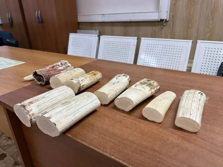 Под Читой таможенники нашли спрятанные под одеждой россиянок 7 кг бивней моржа. Фото: соцсети