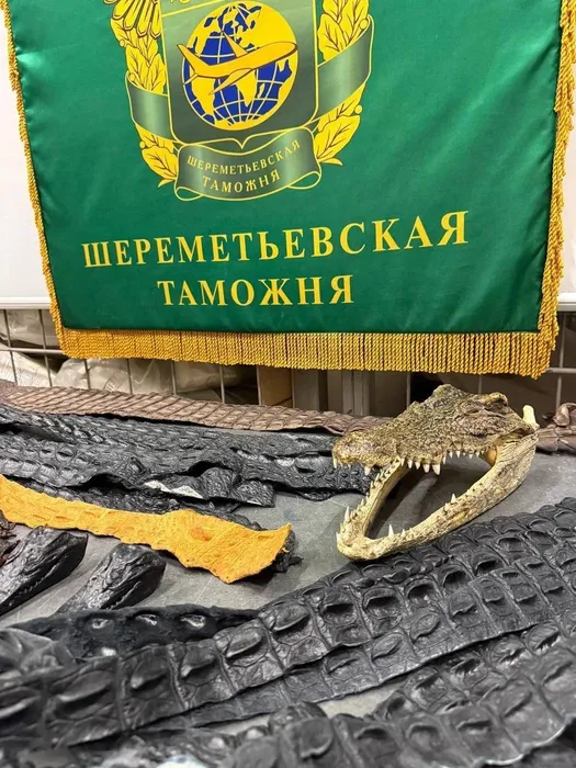 В Шереметьево у вернувшегося из Китая россиянина нашли 64 фрагмента крокодила. Фото: соцсети