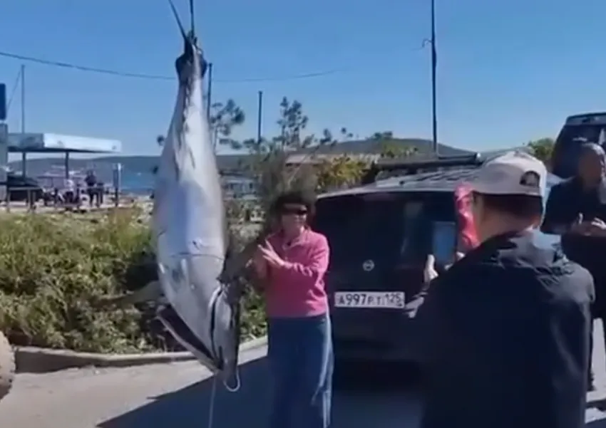 Во Владивостоке поймали рекордно огромного тунца, весом 232 килограмма. Фото: t.me/amur_mash