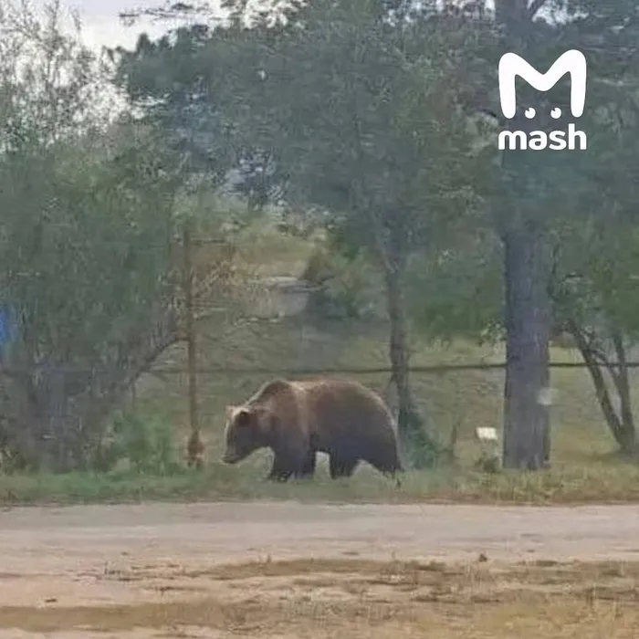 В Забайкалье женщину оштрафовали и забрали телефон за фальшивое фото медведя. Фото: @breakingmash