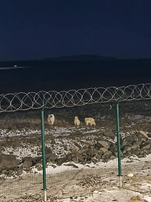 На Таймыре рабочий чудом пережил нападение белого медведя, он снял с него скальп. Фото: t.me/bazabazon