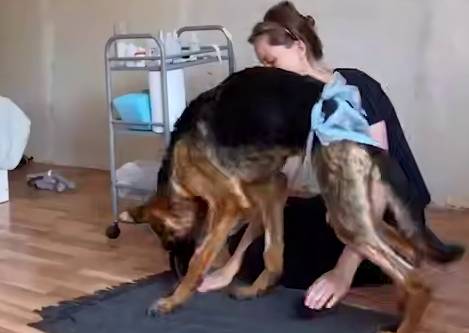 В Казани девушка спасла щенка овчарки, который из-за хозяев и голода ел камни. Фото: соцсети