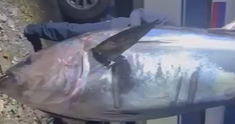 Берега Сахалина атаковали монстры-тунцы, весящие по несколько сотен килограмм. Фото: t.me/amur_mash