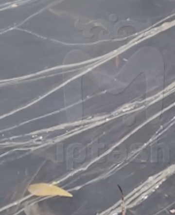 От пруда сильно воняло сероводородом. ФОТО: t.me/mash_iptash