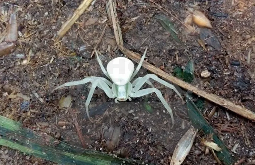 Юг России заполонили смертельно опасные пауки: белые, черные и ложные вдовы. Фото: t.me/+kKLENZd7_Mk5NmRi
