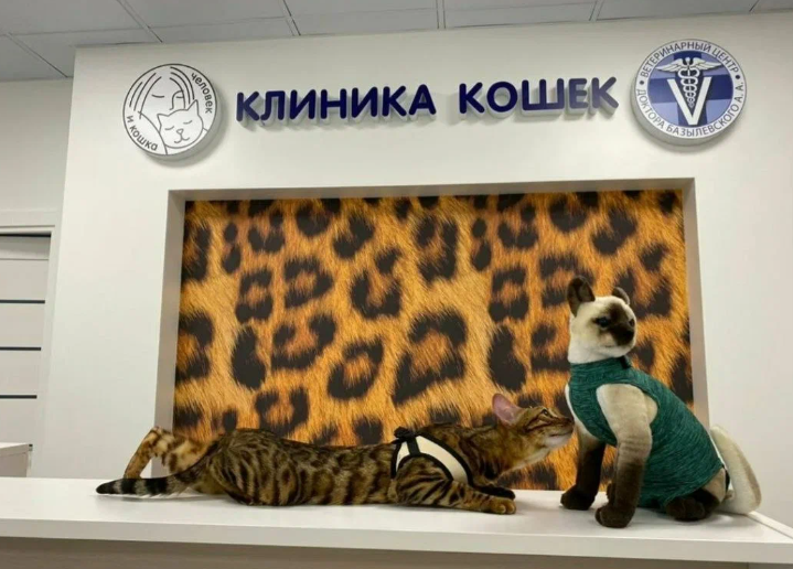 Фото: msk.cat-vet.ru