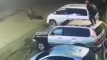 В Петропавловске-Камчатском разъяренный медведь загнал мужчину на крышу машины. Фото: t.me/amur_mash