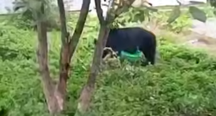 В Южно-Сахалинске медведь залез в деревенский сад и съел все яблоки. Фото: t.me/amur_mash