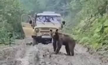 В Северной Осетии сбитой медведице хотели перерезать горло, чтобы избавить от мучений, но волонтеры спасли животное. Фото: @t.me/mash_gor