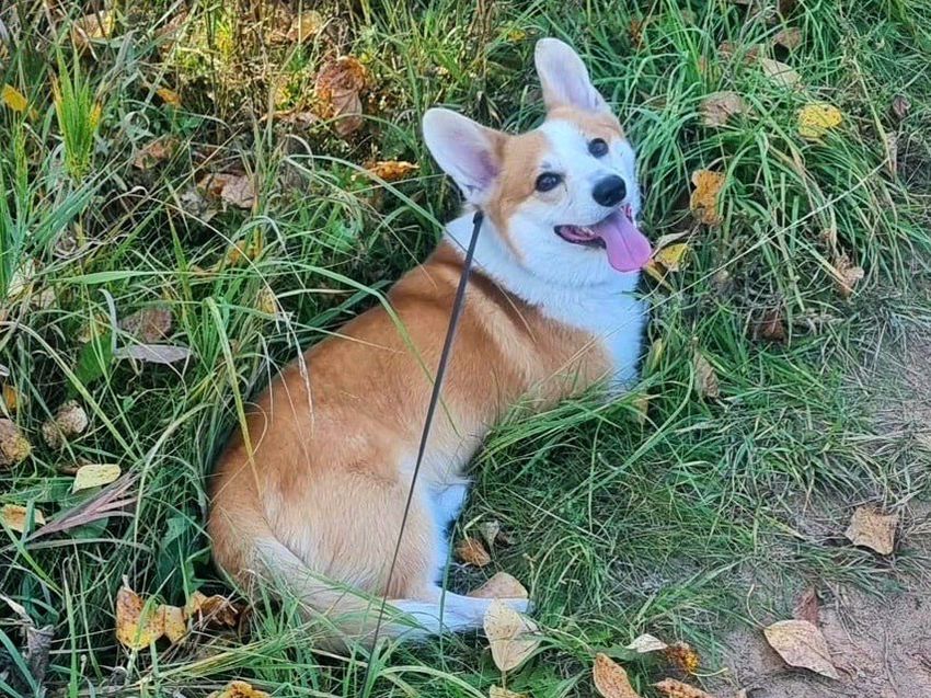 Пёс корги по кличке Симба, который впервые летал на самолёте. Фото: @mash_iptash