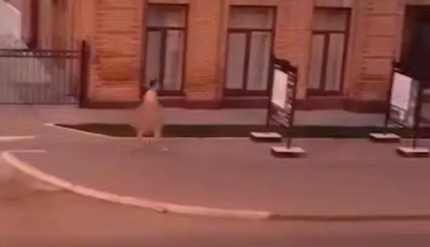 В Новосибирске голый мужчина устроил агрессивное шоу в историческом парке. Фото: t.me/mash_siberia