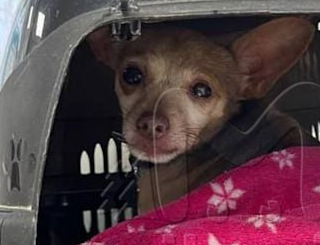 В Новосибирске чихуахуа загрызла лису, которая напала на ее хозяйку. Фото: t.me/mash_siberia