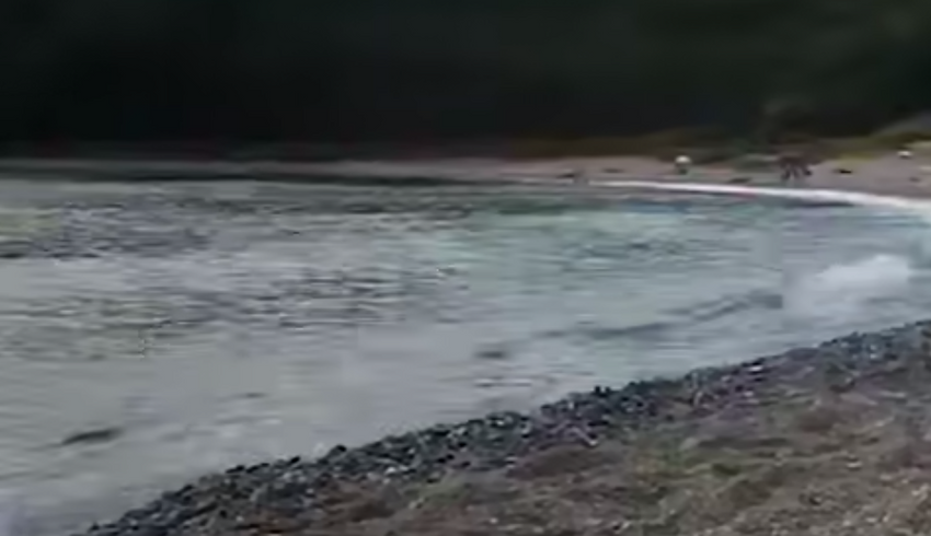 В Приморье скат напал на плававшего в бухте туриста и разодрал ему руку. Фото: t.me/amur_mash