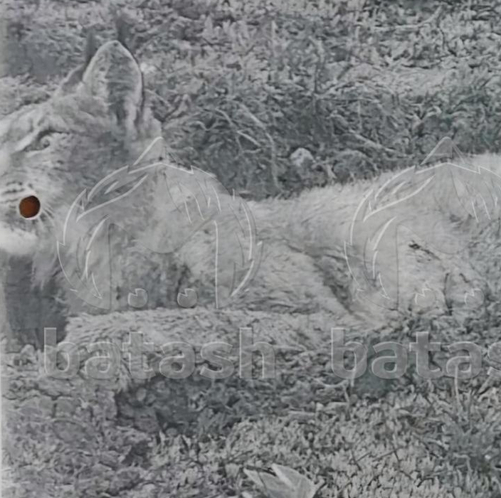 В деревне Башкирии мужчина голыми руками отбился от бешенной рыси. Фото: t.me/mash_batash