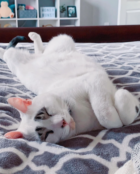 Кот Сквид. Фото: Инстаграм (запрещен в РФ) @squidy.cat
