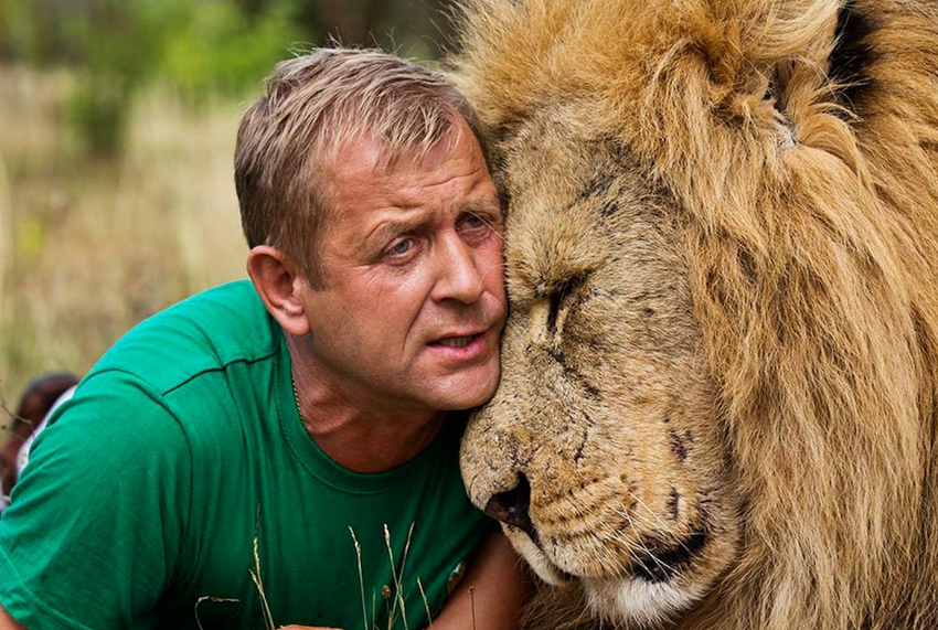 Льва, который чуть не загрыз Олега Зубкова в парке Тайган, закрыли в вольере. Фото: t.me/mash_na_volne