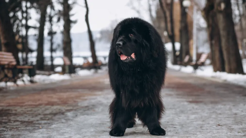Кавказская овчарка. Фото: freepik.com