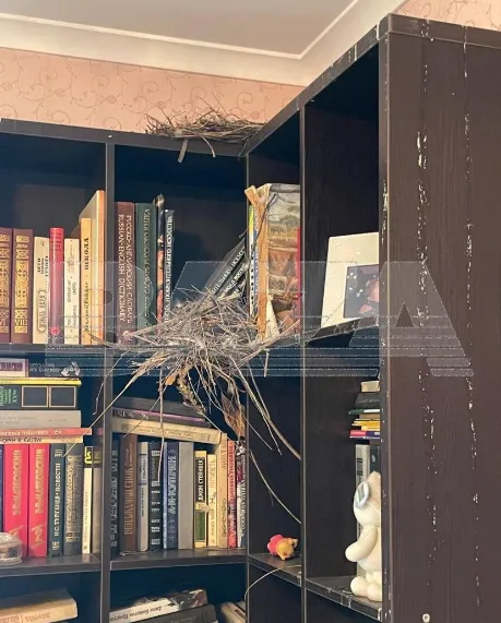 В большой комнате голуби успели свить два гнезда. ФОТО: t.me/bazabazon