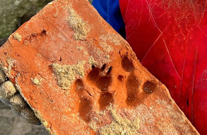 Кирпич, к которому в далекой древности «приложил лапу» друг человека. Фото: @amber_mash