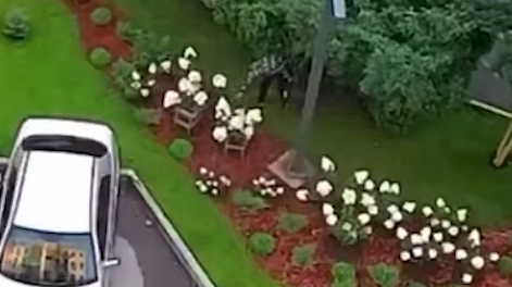 В Новосибирске мужчине, сорвавшему с клумбы цветов на 5 тысяч, светит статья. Фото: t.me/mash_siberia