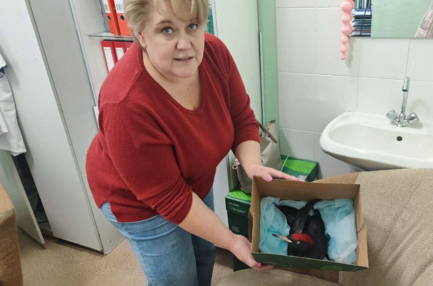 В Екатеринбурге обычные медики спасли дятла, которого заклевала стая ворон. Фото: t.me/url_mash