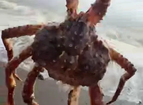 На Сахалине пляж после шторма оказался усыпан тушками крабов. Фото: t.me/amur_mash