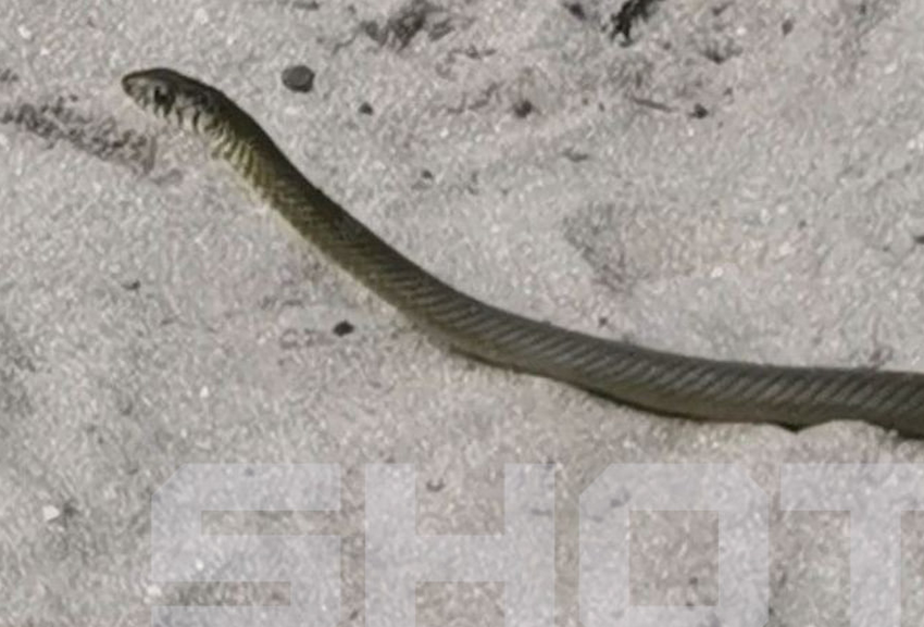 На Шри-Ланке двухметровые змеи заполонили отели и запугали российских туристов. Фото: t.me/shot_shot