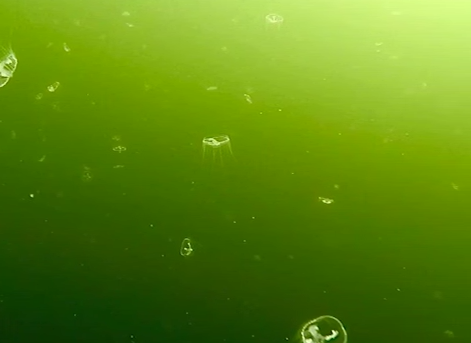 В Нижегородской области дайверы обнаружили в озере редких пресноводных медуз. Фото: t.me/mash_nimash