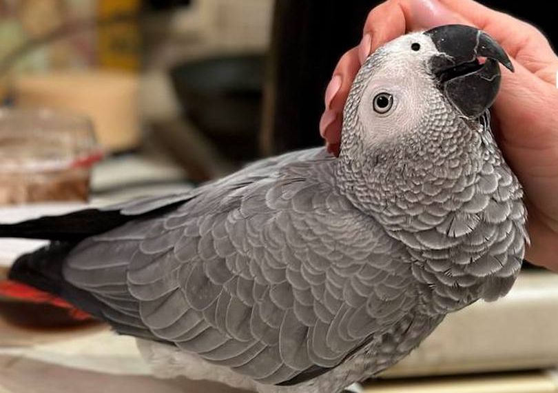 Фото: t.me/mash_nimash