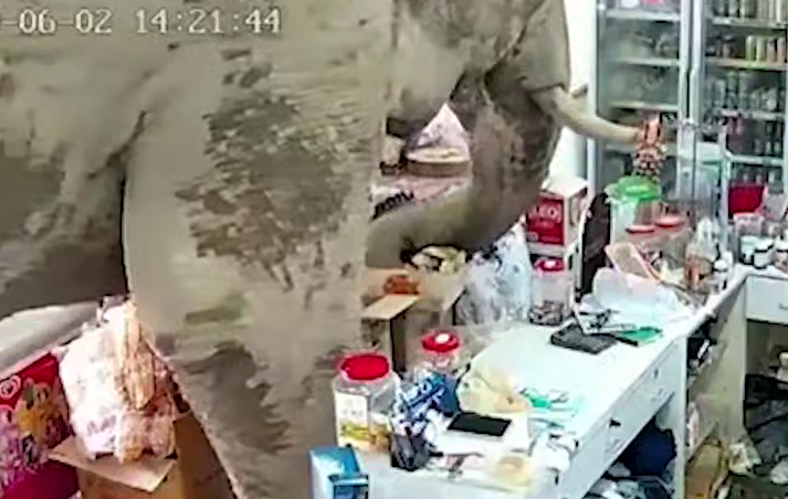 В Таиланде слон из национального парка вломился в магазин, чтобы поесть печенья. Фото: t.me/shot_shot