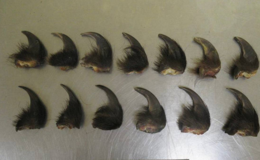 В Чите таможенники нашли в багаже ехавшего в Китай туриста 13 когтей медведя. Фото: t.me/customs_rf