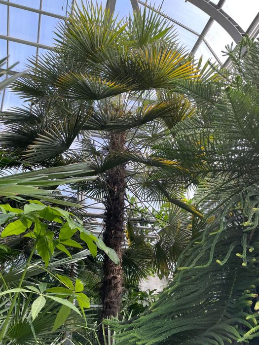 Фото: vk.com/moscowbotanic