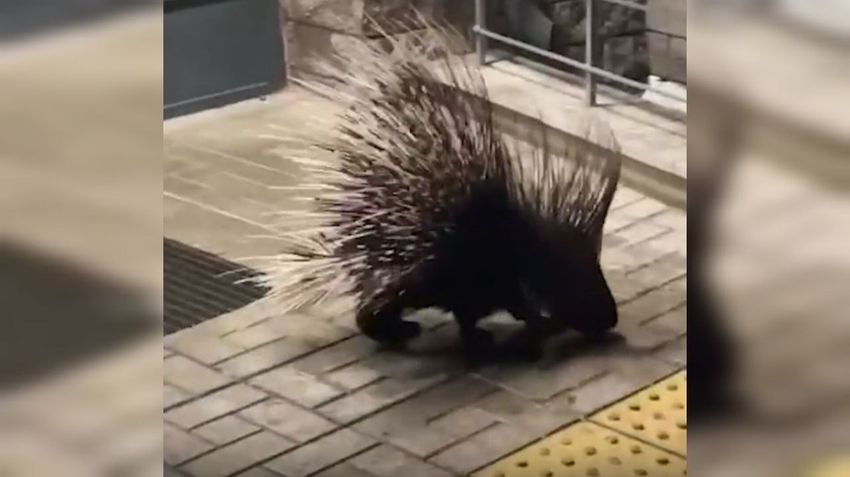 Дикобраз устроил прогулку по улицам в Ленобласти. Фото: @t.me/mashmoyka