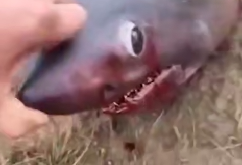 На Сахалине рыбак поймал 4 акул, которые приплыли туда из-за аномальной жары. Фото: t.me/amur_mash