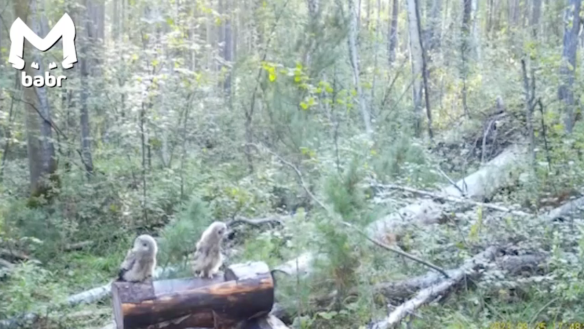 В лесах Сибири два совёнка "разграбили" солонцы и "напали" на фотоловушку. Фото: @babr_mash