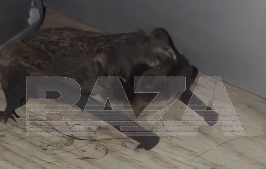 В Подмосковье зараженные бешенством летучие мыши стали массово нападать на людей. Фото: t.me/bazabazon