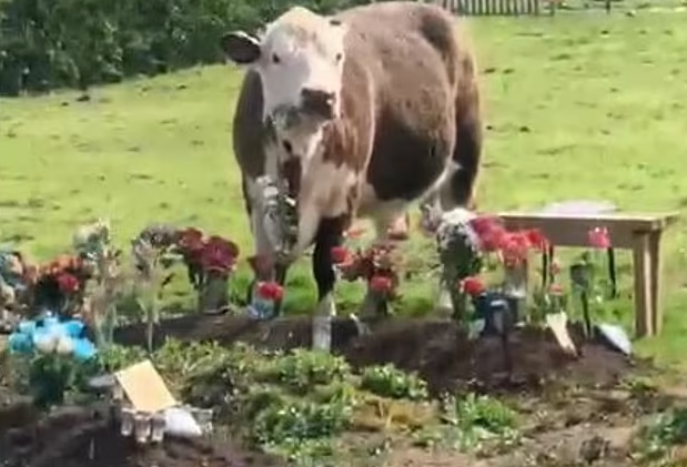В Великобритании стадо коров сбежало с поля на кладбище. Животные напали на могилы и съели на них все свежие цветы, которые оставили скорбящие родственники. Фото: dailymail.co.uk