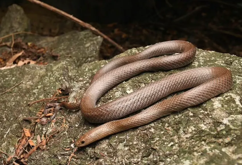 В пещере Таиланда обнаружили первую в мире змею с зубами-лезвиями. Новый вид назвали "пещерная змея Кукри". Фото: dailymail.co.uk