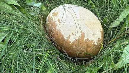 На Камчатке в парке нашли гриб головач, выросший размером с футбольный мяч. Фото: t.me/amur_mash