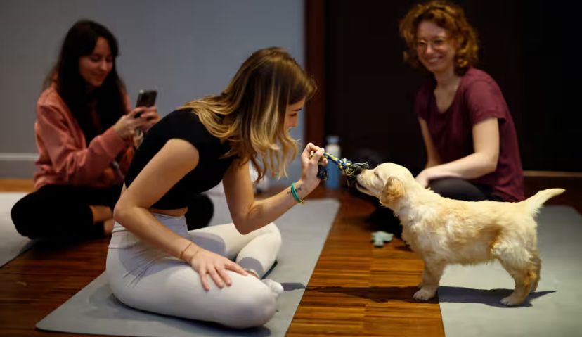 Йога с щенками плохо сказывается на четвероногих. Фото: theguardian.com