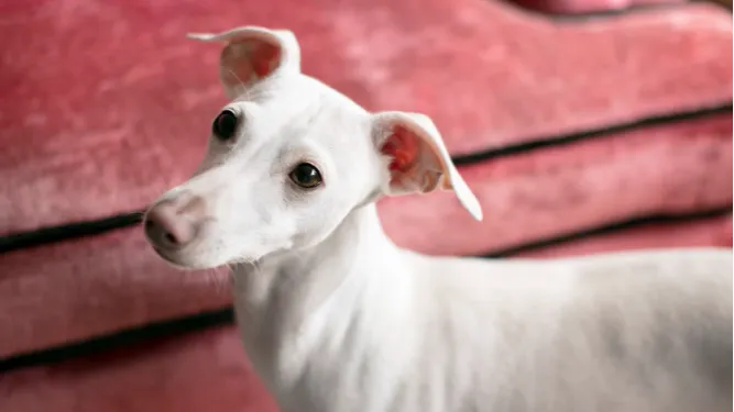 Итальянская левретка. Фото: freepik.com